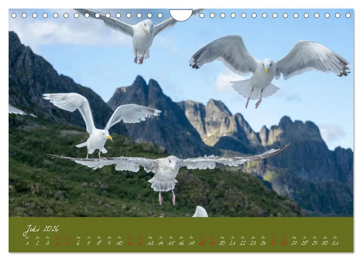 Bild: 9783457328941 | Möwen die Begleiter an Meer und See (Wandkalender 2026 DIN A4...