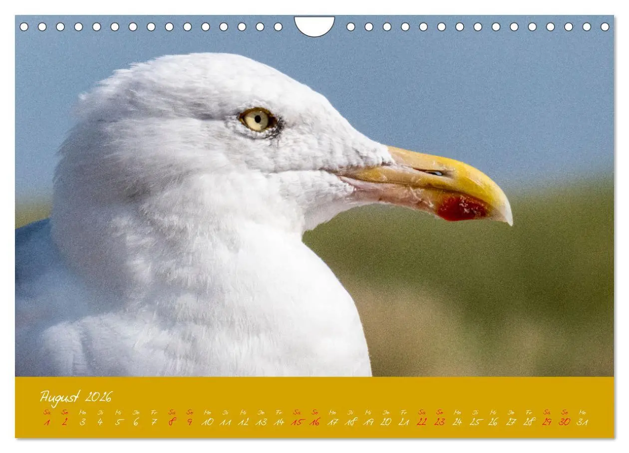 Bild: 9783457328941 | Möwen die Begleiter an Meer und See (Wandkalender 2026 DIN A4...