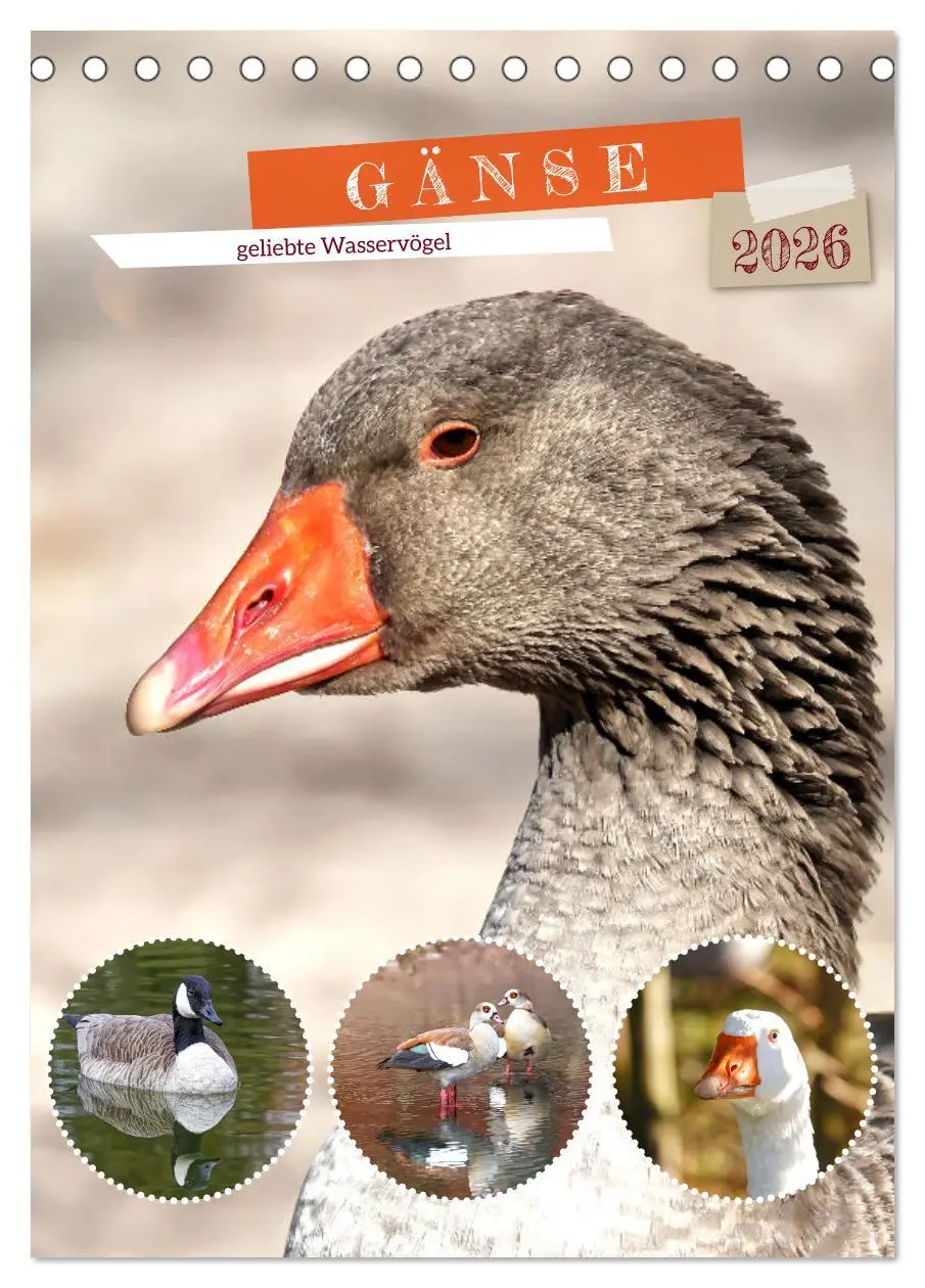 Cover: 9783516348941 | Gänse, geliebte Wasservögel (Tischkalender 2026 DIN A5 hoch),...
