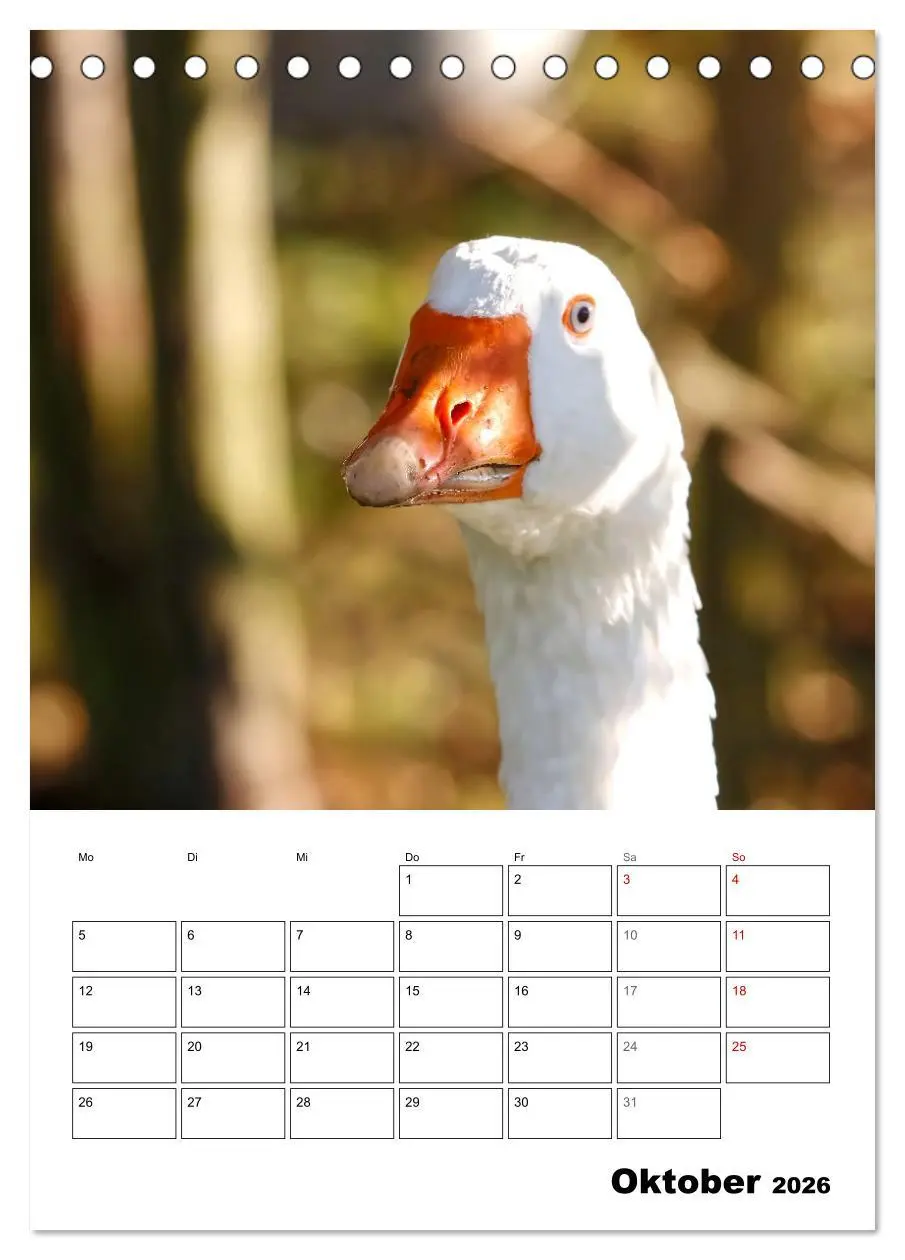 Bild: 9783516348941 | Gänse, geliebte Wasservögel (Tischkalender 2026 DIN A5 hoch),...