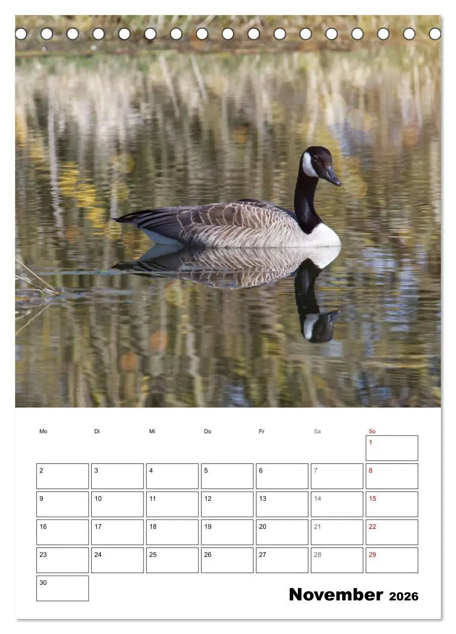 Bild: 9783516348941 | Gänse, geliebte Wasservögel (Tischkalender 2026 DIN A5 hoch),...