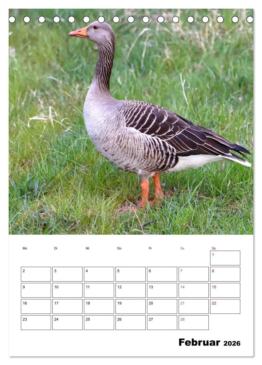 Bild: 9783516348941 | Gänse, geliebte Wasservögel (Tischkalender 2026 DIN A5 hoch),...