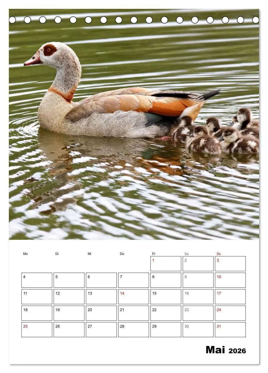 Bild: 9783516348941 | Gänse, geliebte Wasservögel (Tischkalender 2026 DIN A5 hoch),...
