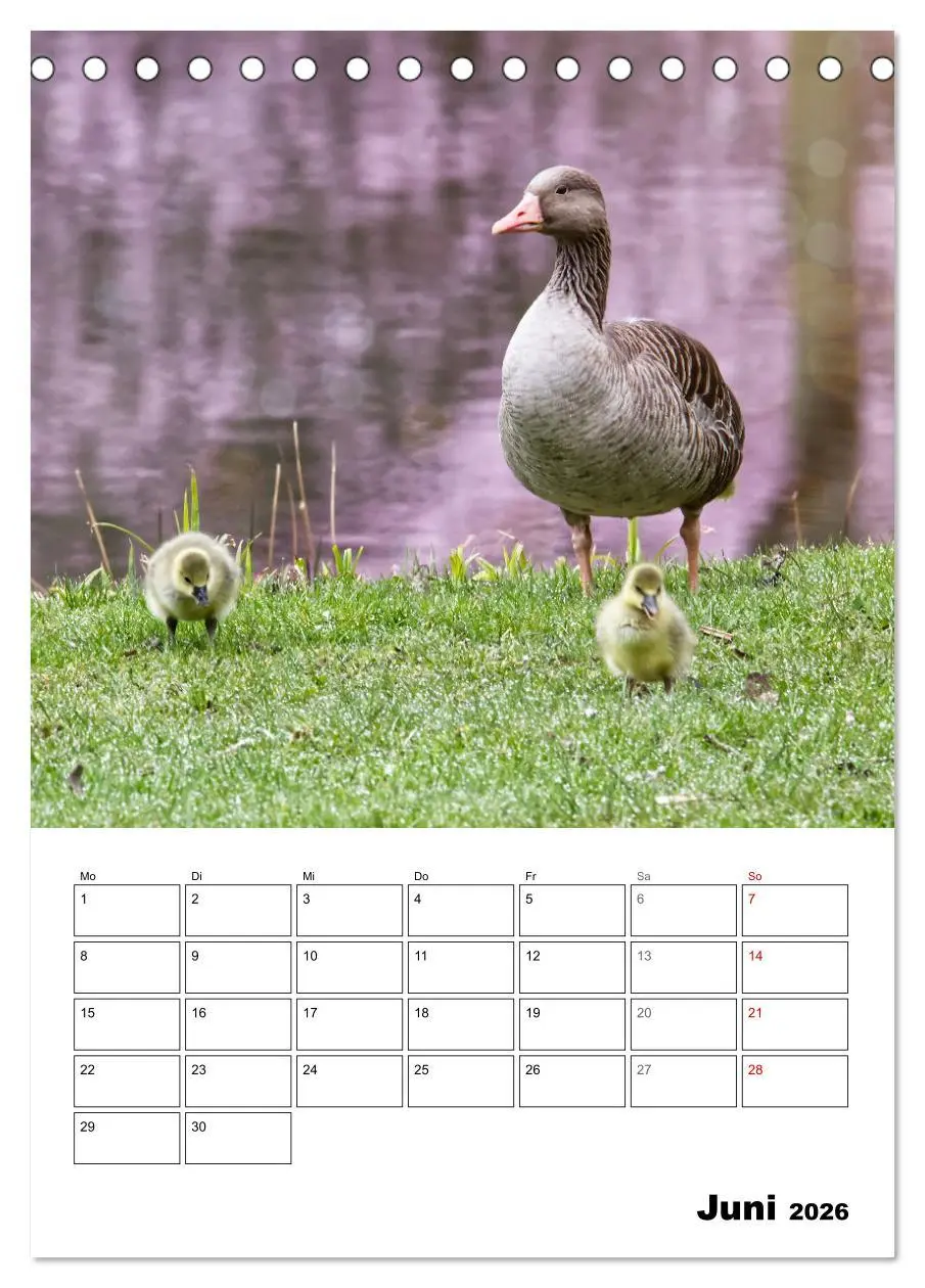Bild: 9783516348941 | Gänse, geliebte Wasservögel (Tischkalender 2026 DIN A5 hoch),...