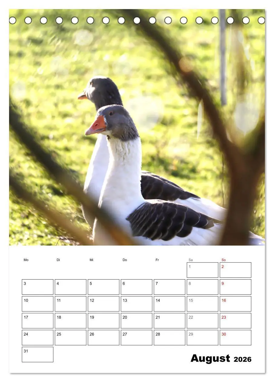 Bild: 9783516348941 | Gänse, geliebte Wasservögel (Tischkalender 2026 DIN A5 hoch),...