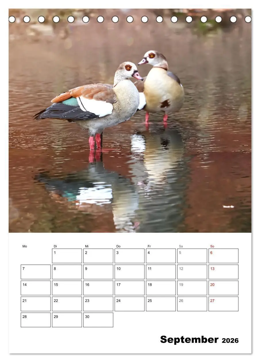 Bild: 9783516348941 | Gänse, geliebte Wasservögel (Tischkalender 2026 DIN A5 hoch),...