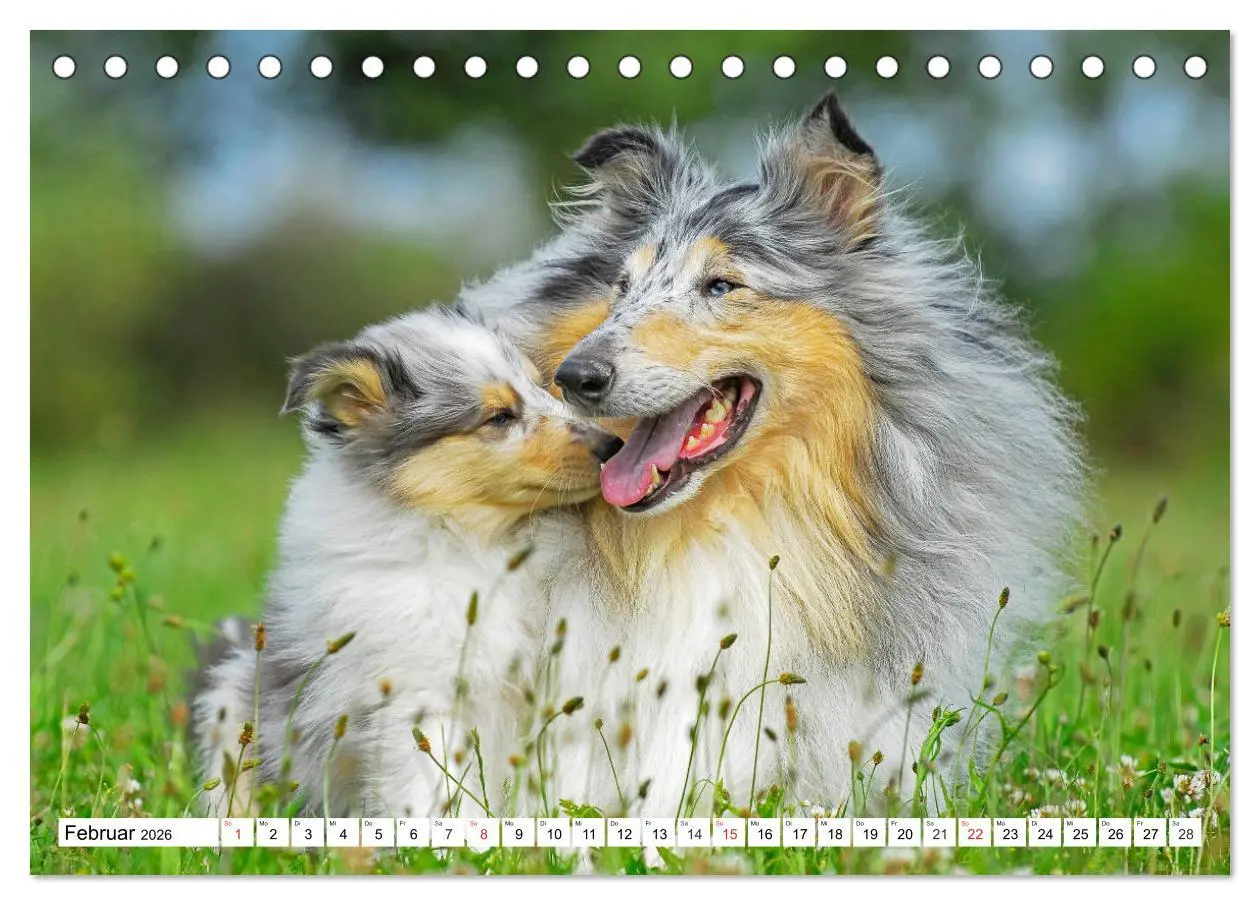 Bild: 9783457699041 | Colliewelpen - kleine Collies erobern die Welt (Tischkalender 2026...