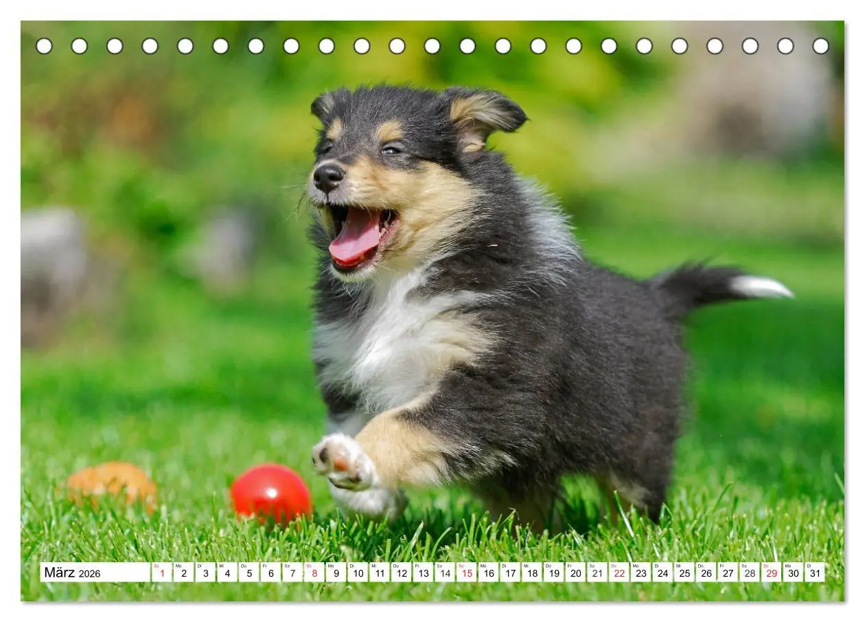 Bild: 9783457699041 | Colliewelpen - kleine Collies erobern die Welt (Tischkalender 2026...