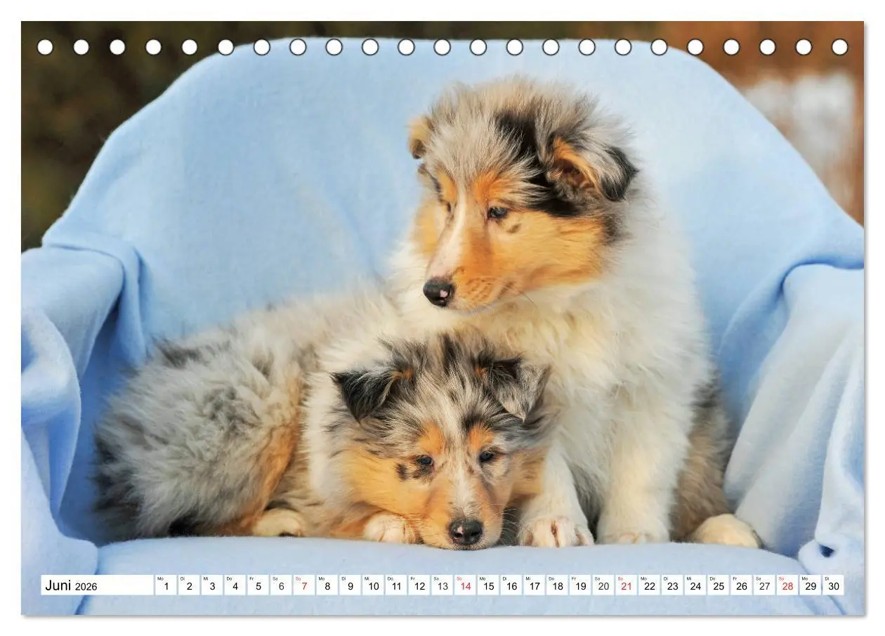 Bild: 9783457699041 | Colliewelpen - kleine Collies erobern die Welt (Tischkalender 2026...