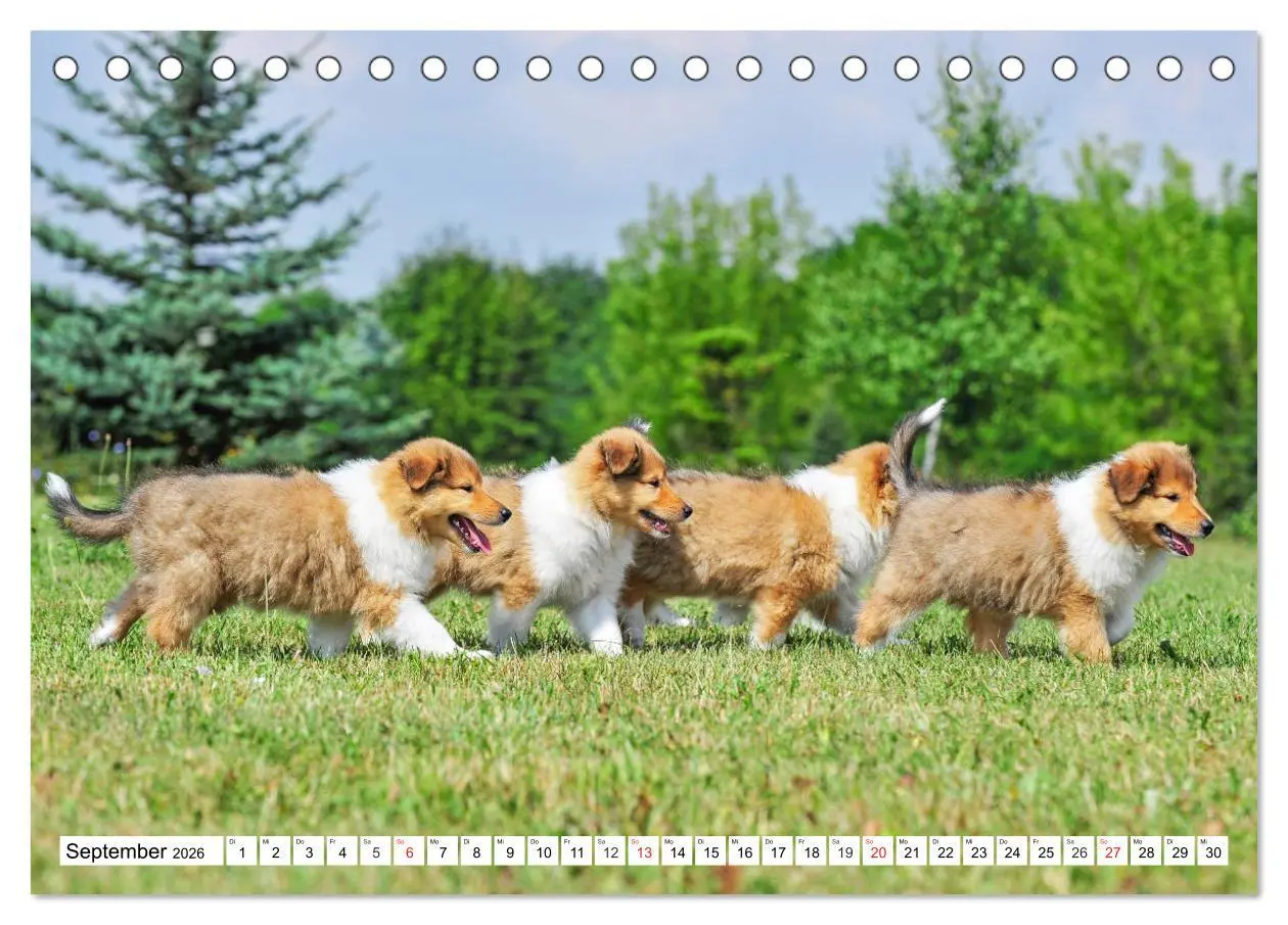 Bild: 9783457699041 | Colliewelpen - kleine Collies erobern die Welt (Tischkalender 2026...