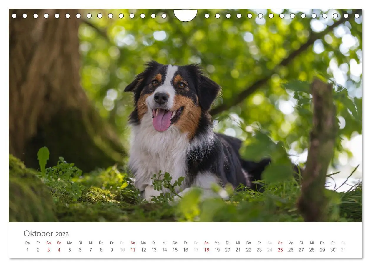 Bild: 9783516239041 | Australian Shepherd 2026 (Wandkalender 2026 DIN A4 quer), CALVENDO...