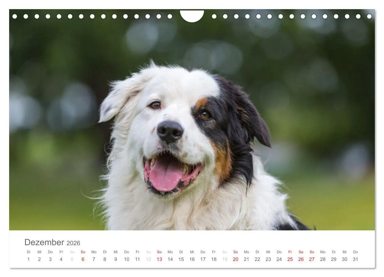 Bild: 9783516239041 | Australian Shepherd 2026 (Wandkalender 2026 DIN A4 quer), CALVENDO...