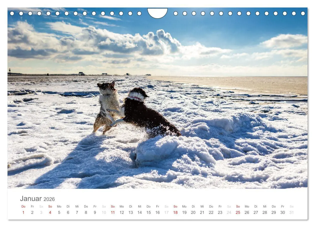 Bild: 9783516239041 | Australian Shepherd 2026 (Wandkalender 2026 DIN A4 quer), CALVENDO...