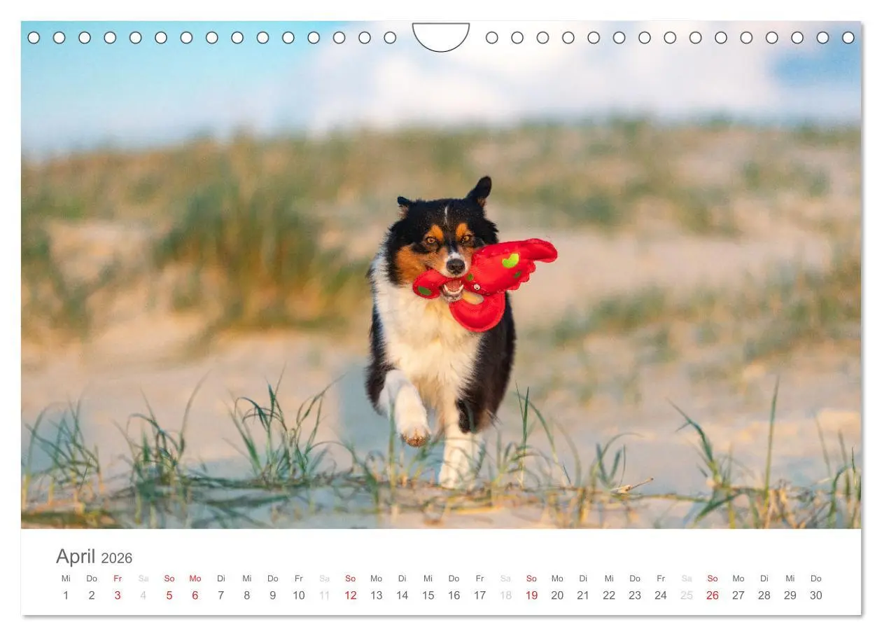 Bild: 9783516239041 | Australian Shepherd 2026 (Wandkalender 2026 DIN A4 quer), CALVENDO...
