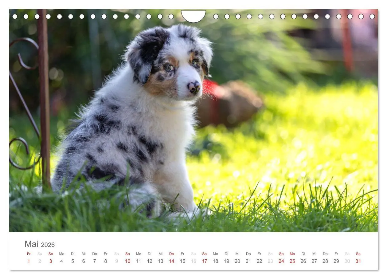 Bild: 9783516239041 | Australian Shepherd 2026 (Wandkalender 2026 DIN A4 quer), CALVENDO...