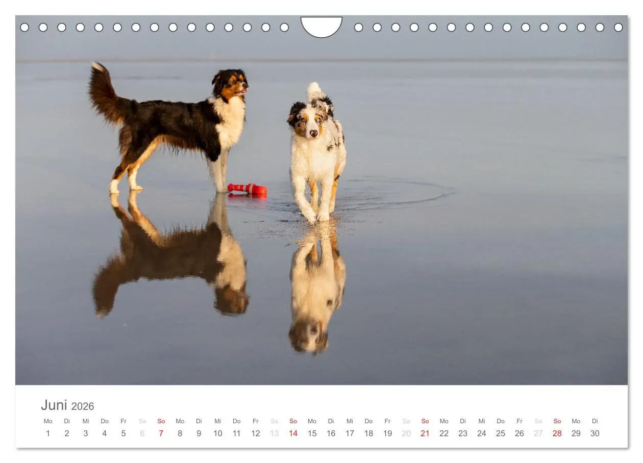 Bild: 9783516239041 | Australian Shepherd 2026 (Wandkalender 2026 DIN A4 quer), CALVENDO...