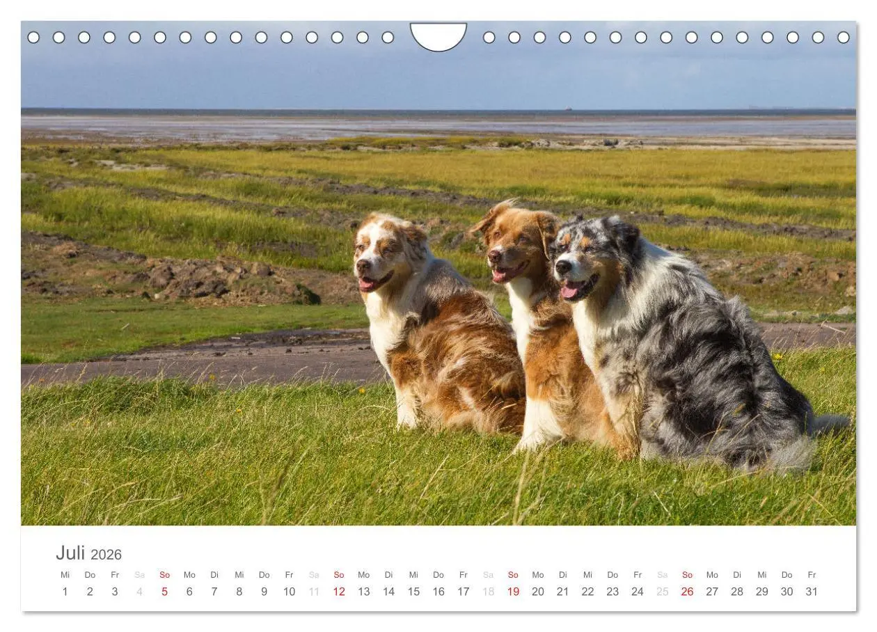 Bild: 9783516239041 | Australian Shepherd 2026 (Wandkalender 2026 DIN A4 quer), CALVENDO...