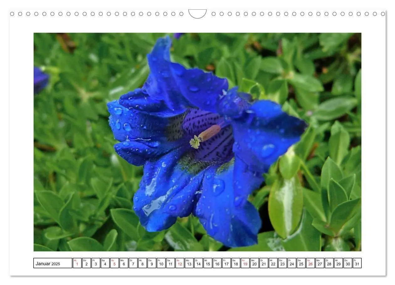Bild: 9783435599141 | Alpenblumen. Bunte Welt in luftiger Höhe (Wandkalender 2025 DIN A3...