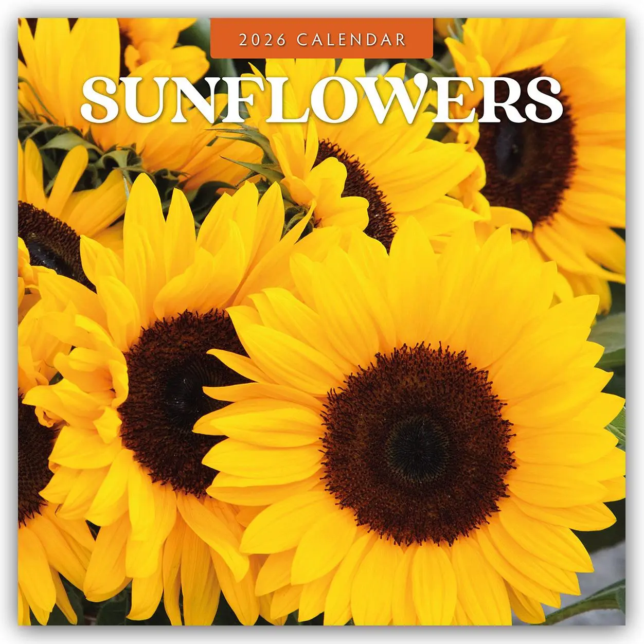 Cover: 9781804429341 | Sunflowers - Sonnenblumen 2026 - 16-Monatskalender | Robin Red | 16 S.