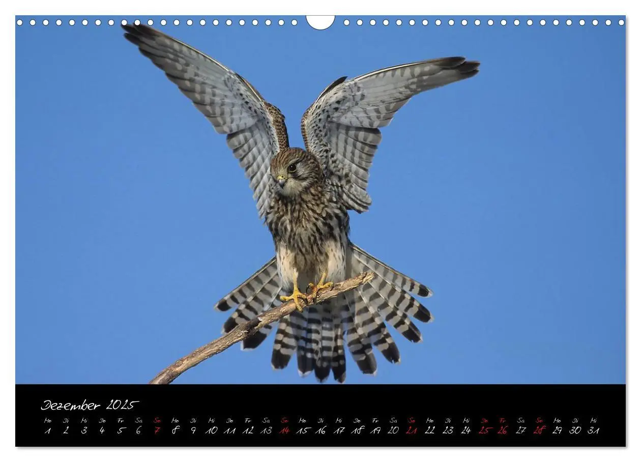 Bild: 9783435719341 | Heimische Eulen und Greife (Wandkalender 2025 DIN A3 quer),...