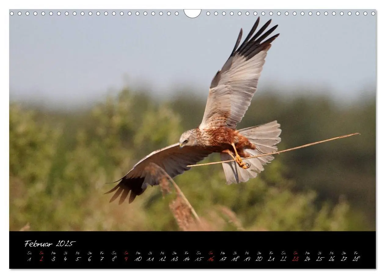 Bild: 9783435719341 | Heimische Eulen und Greife (Wandkalender 2025 DIN A3 quer),...