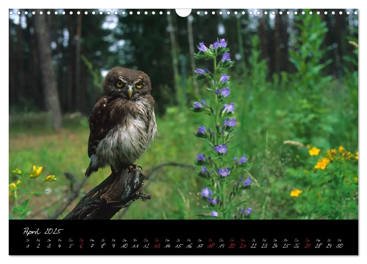 Bild: 9783435719341 | Heimische Eulen und Greife (Wandkalender 2025 DIN A3 quer),...