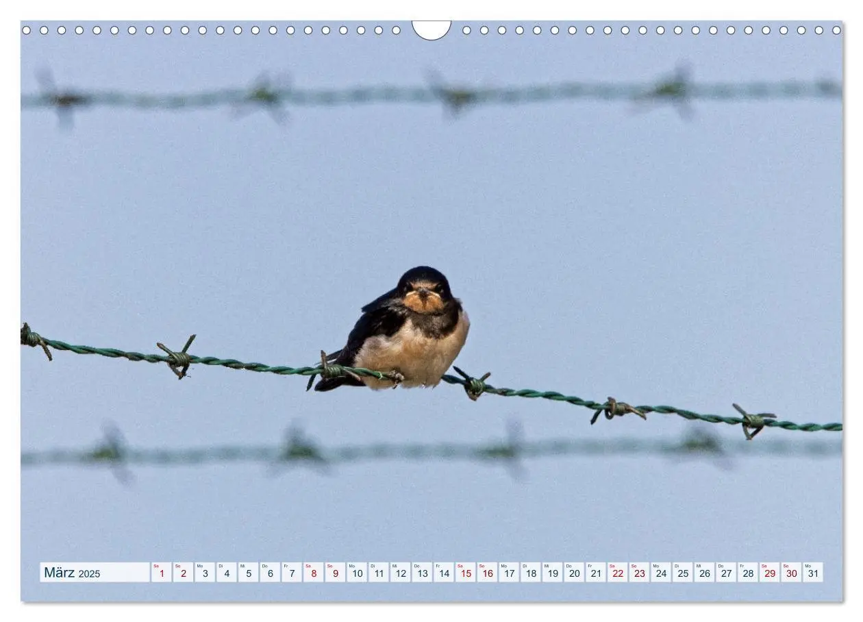 Bild: 9783383859441 | Rauchschwalben - Boten des Sommers (Wandkalender 2025 DIN A3 quer),...