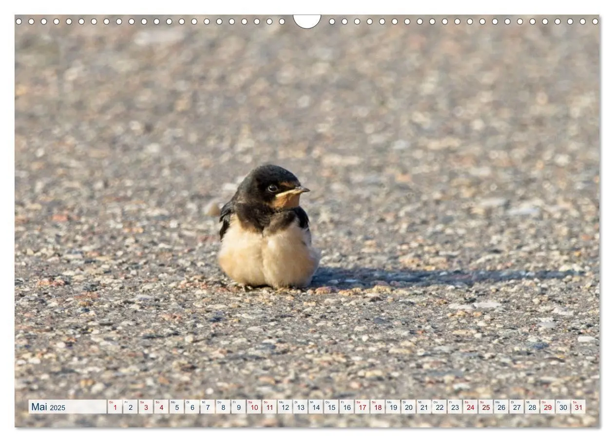 Bild: 9783383859441 | Rauchschwalben - Boten des Sommers (Wandkalender 2025 DIN A3 quer),...
