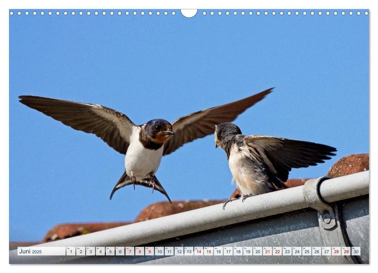 Bild: 9783383859441 | Rauchschwalben - Boten des Sommers (Wandkalender 2025 DIN A3 quer),...