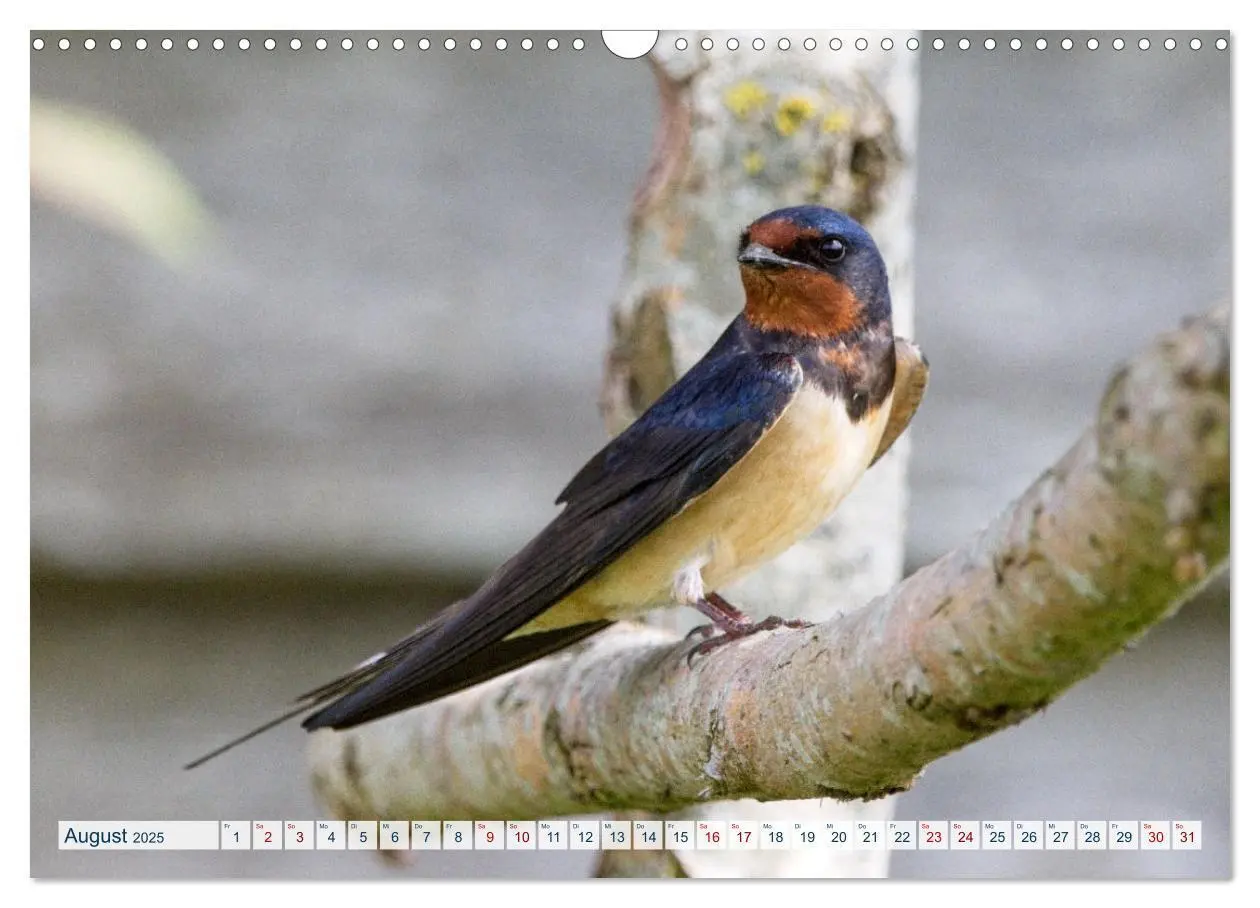 Bild: 9783383859441 | Rauchschwalben - Boten des Sommers (Wandkalender 2025 DIN A3 quer),...