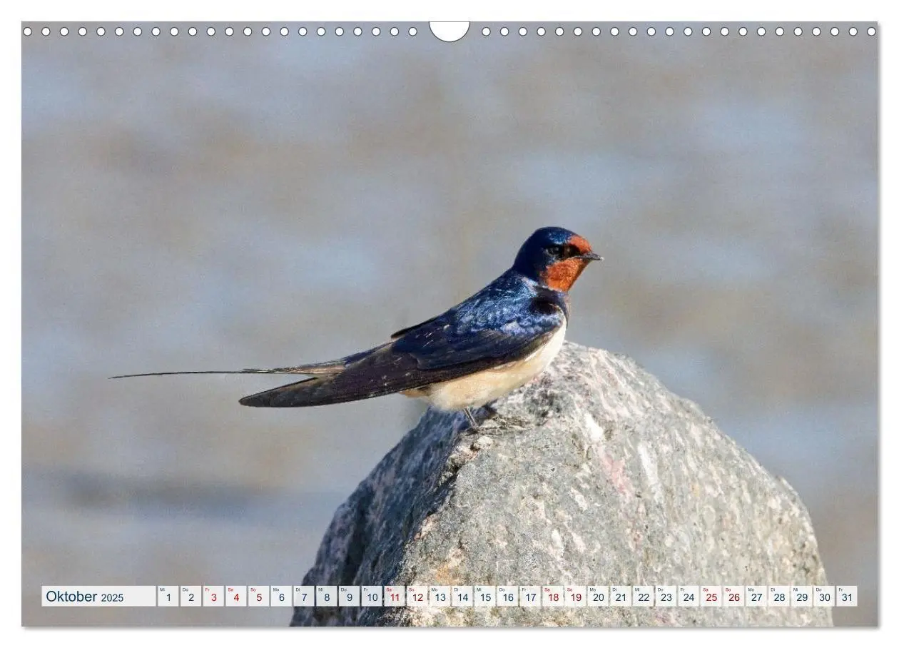 Bild: 9783383859441 | Rauchschwalben - Boten des Sommers (Wandkalender 2025 DIN A3 quer),...