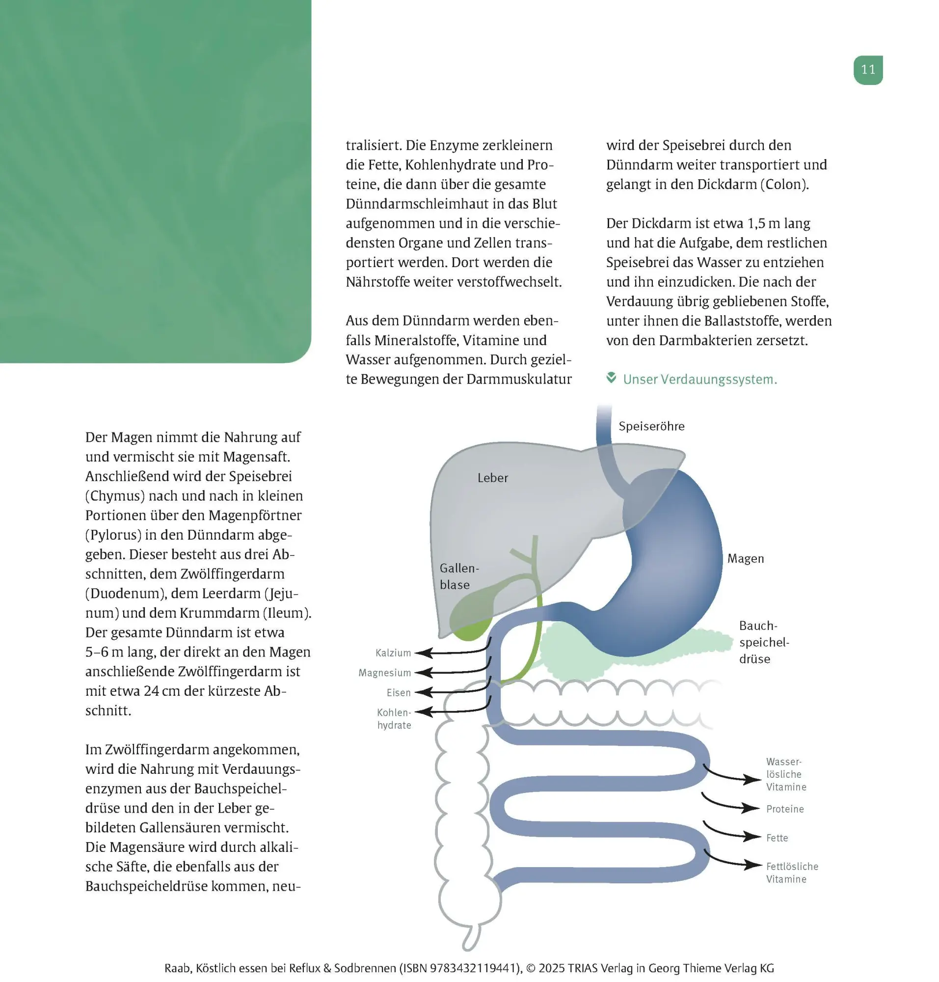 Bild: 9783432119441 | Köstlich essen Reflux und Sodbrennen | Heike Raab | Taschenbuch | 2025