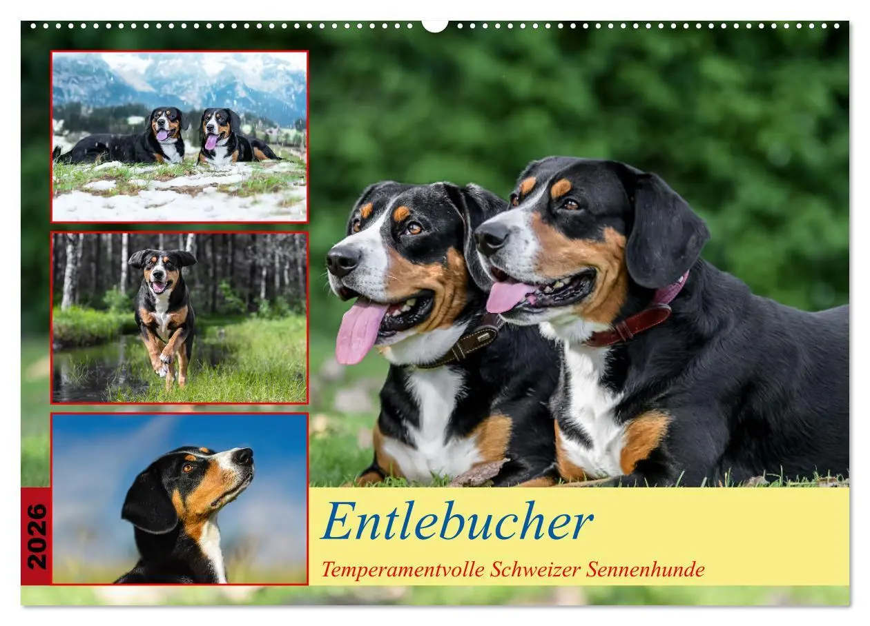 Cover: 9783457349441 | Entlebucher - Temperamentvolle Schweizer Sennenhunde (Wandkalender...