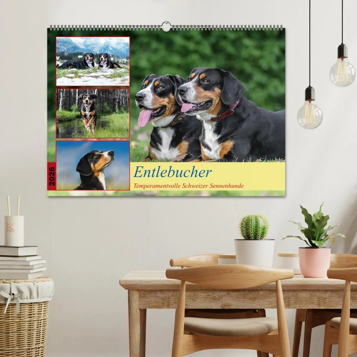 Bild: 9783457349441 | Entlebucher - Temperamentvolle Schweizer Sennenhunde (Wandkalender...