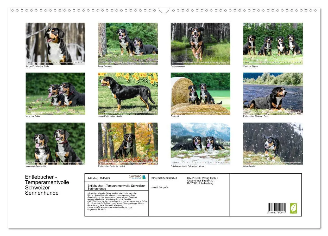 Bild: 9783457349441 | Entlebucher - Temperamentvolle Schweizer Sennenhunde (Wandkalender...