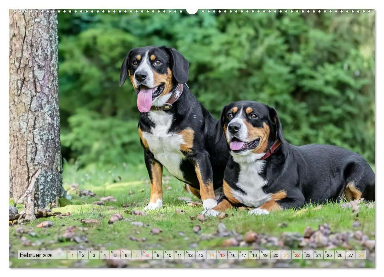 Bild: 9783457349441 | Entlebucher - Temperamentvolle Schweizer Sennenhunde (Wandkalender...
