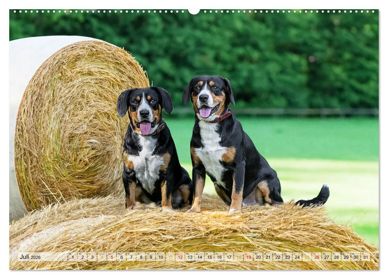 Bild: 9783457349441 | Entlebucher - Temperamentvolle Schweizer Sennenhunde (Wandkalender...