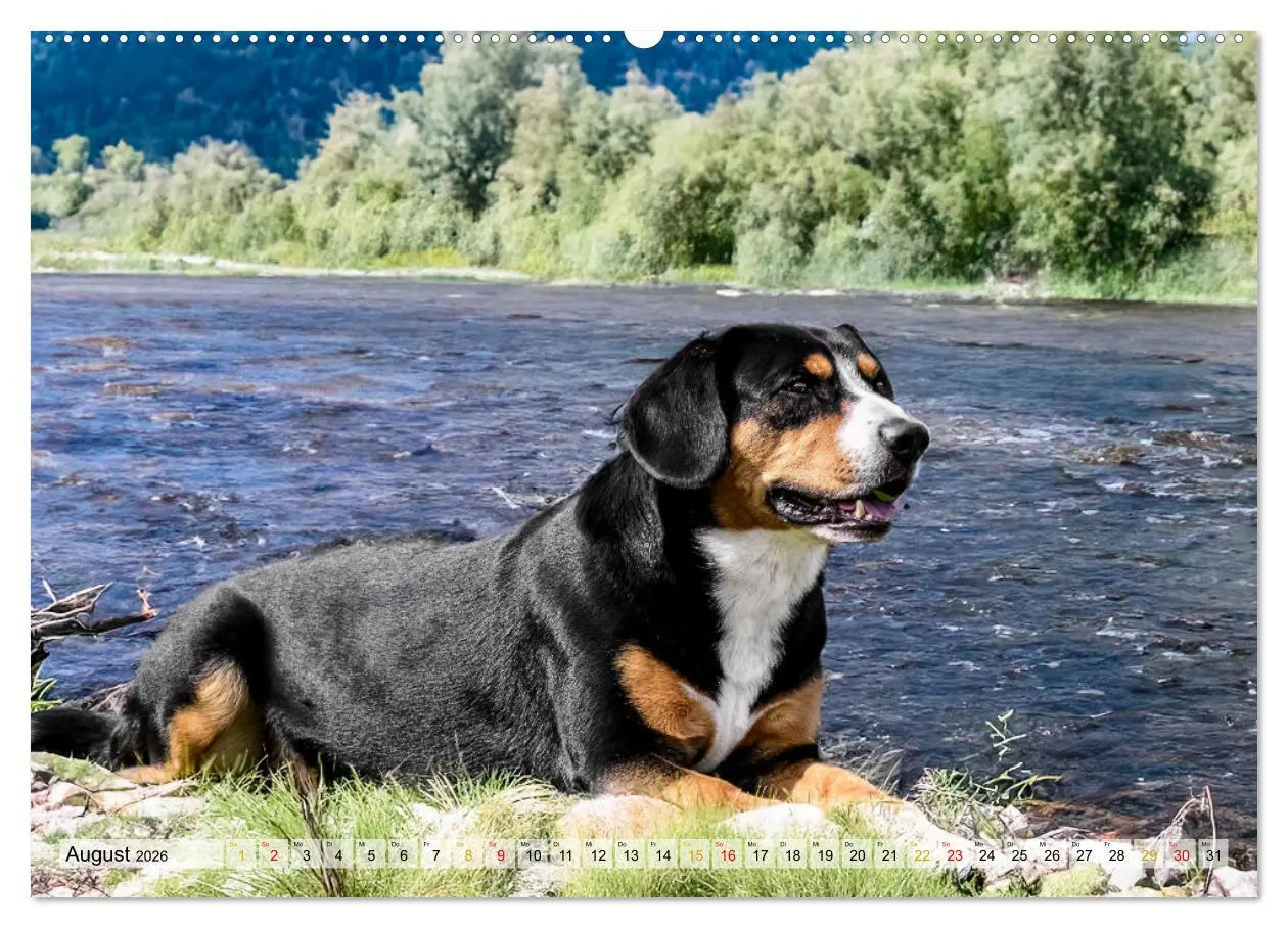 Bild: 9783457349441 | Entlebucher - Temperamentvolle Schweizer Sennenhunde (Wandkalender...