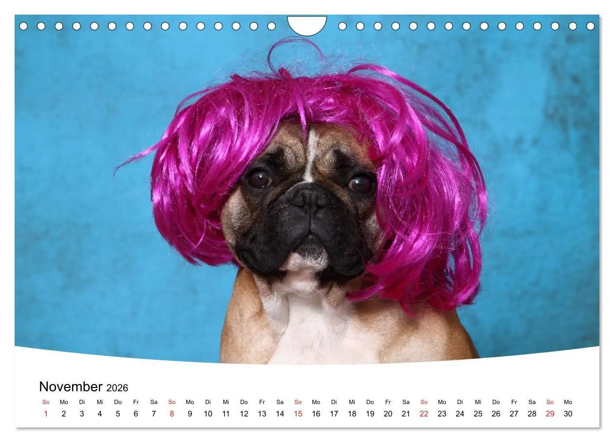 Bild: 9783457729441 | Bullys - Französische Bulldoggen 2026 (Wandkalender 2026 DIN A4...