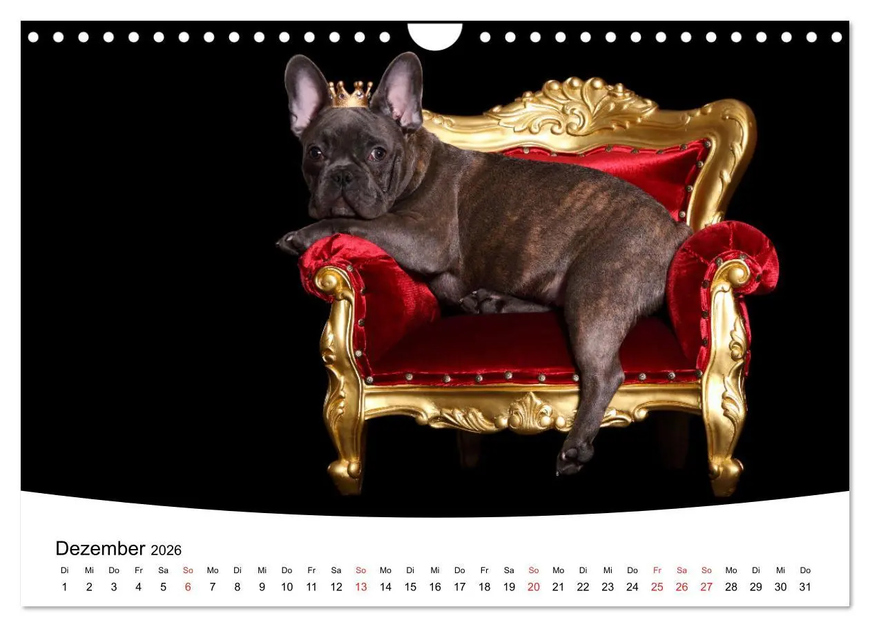 Bild: 9783457729441 | Bullys - Französische Bulldoggen 2026 (Wandkalender 2026 DIN A4...