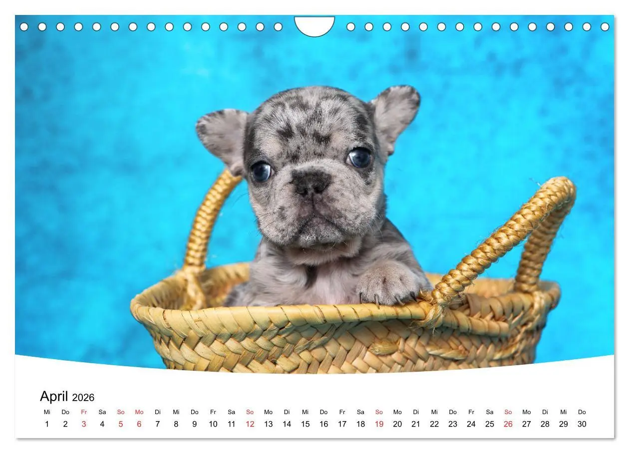 Bild: 9783457729441 | Bullys - Französische Bulldoggen 2026 (Wandkalender 2026 DIN A4...
