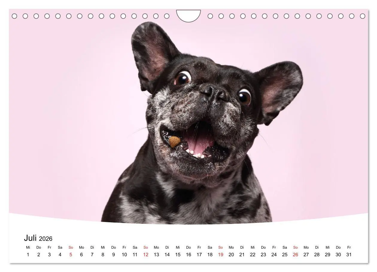 Bild: 9783457729441 | Bullys - Französische Bulldoggen 2026 (Wandkalender 2026 DIN A4...