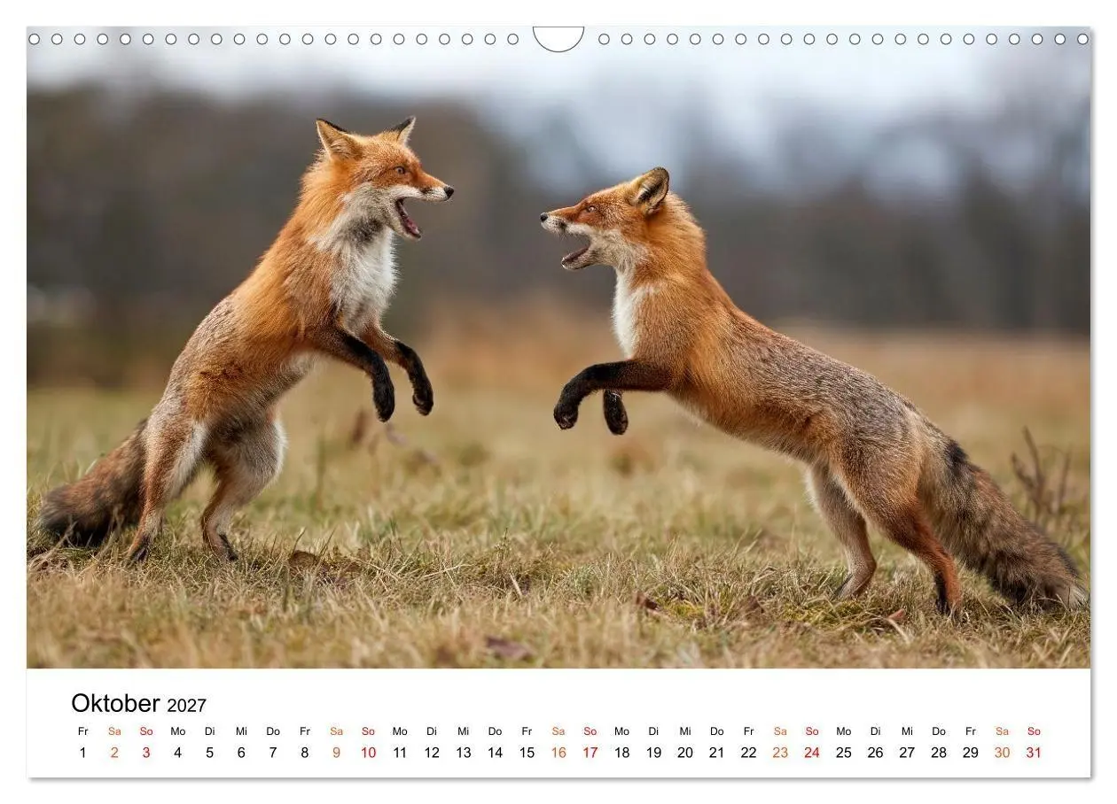 Bild: 9783516819441 | Füchse - Wanderer durch Moos und Farn (Wandkalender 2027 DIN A3...