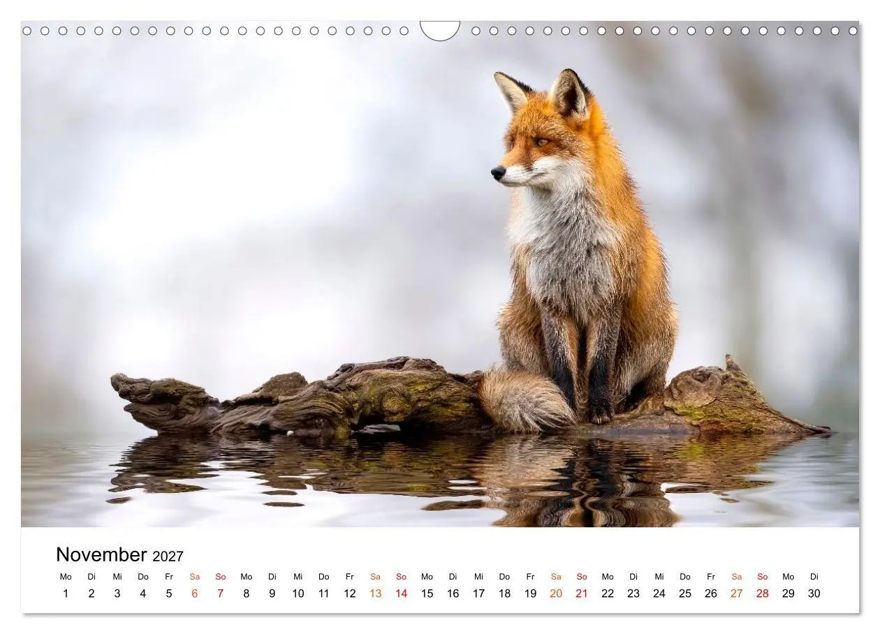 Bild: 9783516819441 | Füchse - Wanderer durch Moos und Farn (Wandkalender 2027 DIN A3...