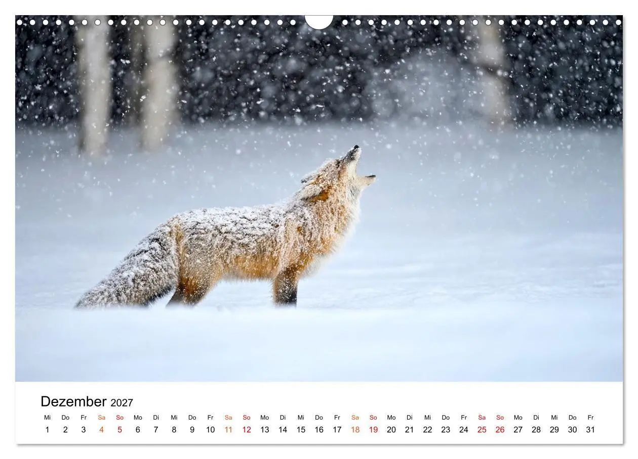 Bild: 9783516819441 | Füchse - Wanderer durch Moos und Farn (Wandkalender 2027 DIN A3...