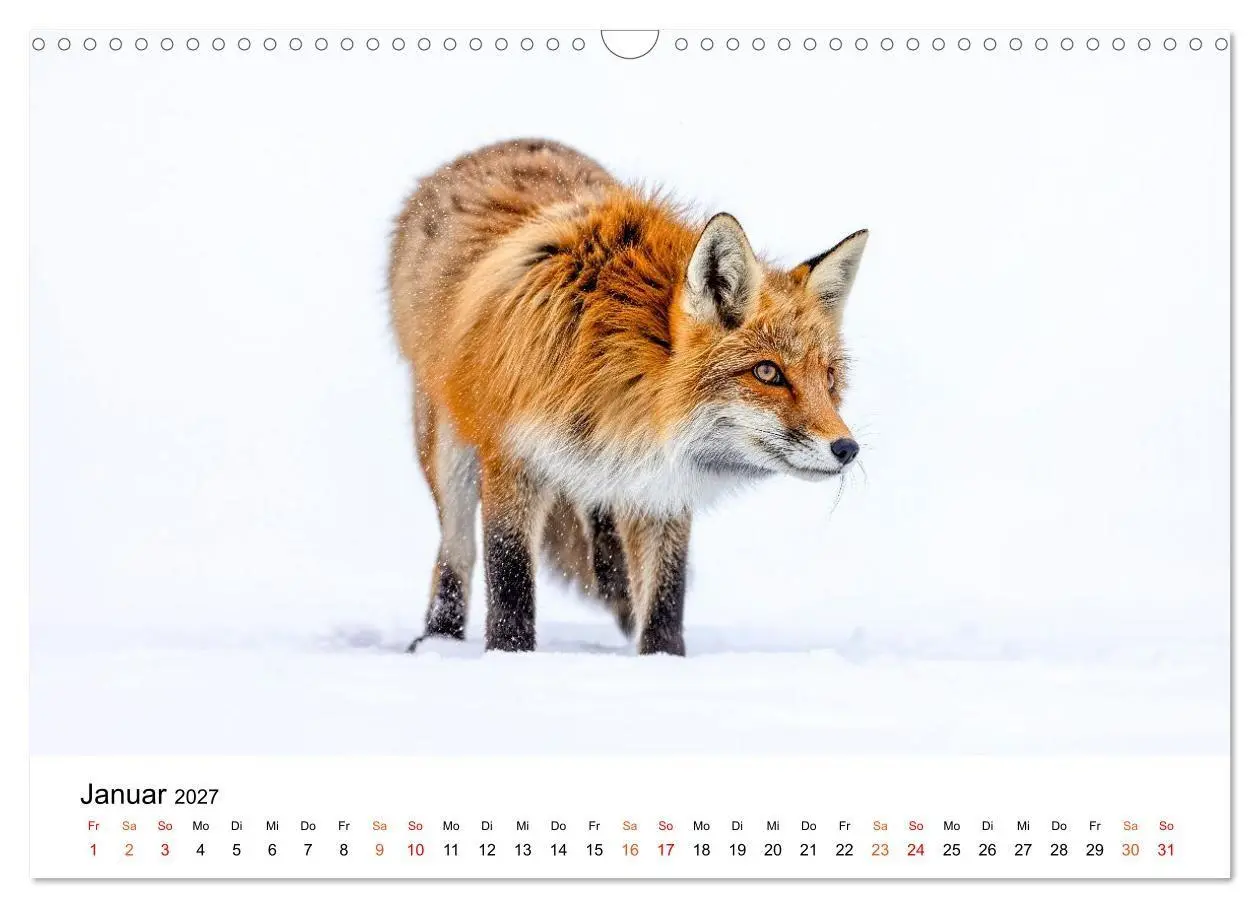 Bild: 9783516819441 | Füchse - Wanderer durch Moos und Farn (Wandkalender 2027 DIN A3...