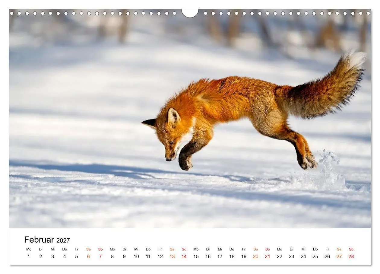 Bild: 9783516819441 | Füchse - Wanderer durch Moos und Farn (Wandkalender 2027 DIN A3...