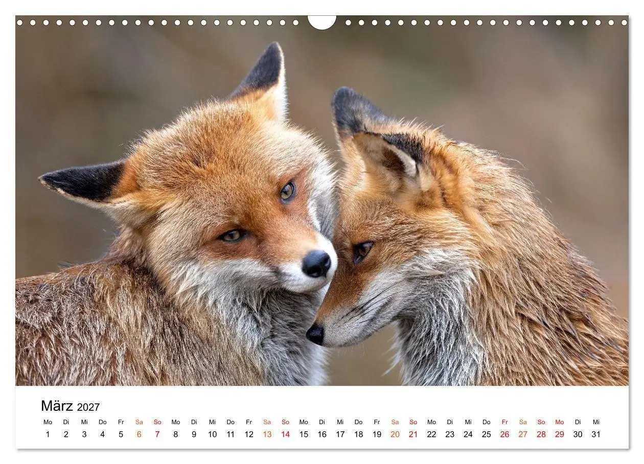 Bild: 9783516819441 | Füchse - Wanderer durch Moos und Farn (Wandkalender 2027 DIN A3...