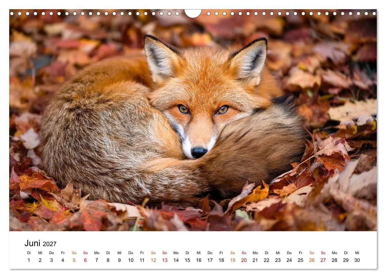 Bild: 9783516819441 | Füchse - Wanderer durch Moos und Farn (Wandkalender 2027 DIN A3...