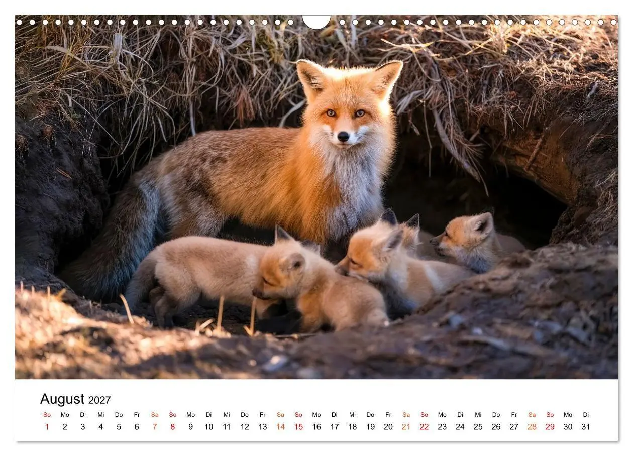 Bild: 9783516819441 | Füchse - Wanderer durch Moos und Farn (Wandkalender 2027 DIN A3...